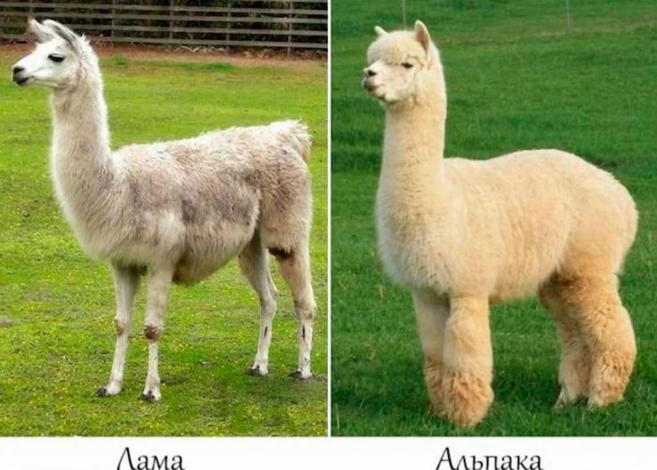 Ламы и альпака: в чем отличия