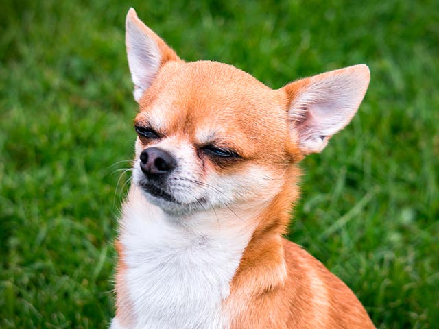 Rød og hvit chihuahua på gaten Foto