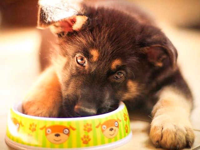 Кормление щенка немецкой овчарки фото