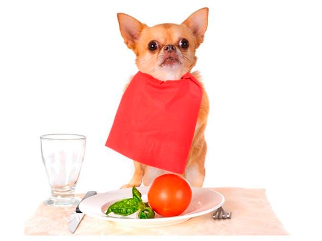 Chihuahua fôringsfoto