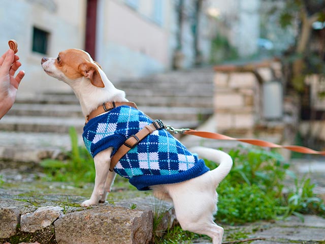 Chihuahua gatevandring Bilde