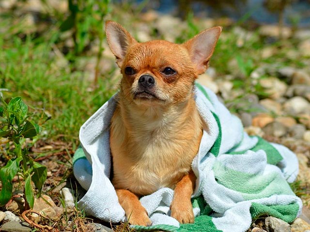 Gammel Chihuahua hundebilde