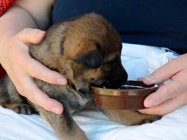 Помощь щенку немецкого языка с кормлением Фото