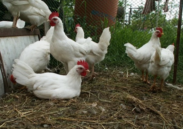 Белые леггорны