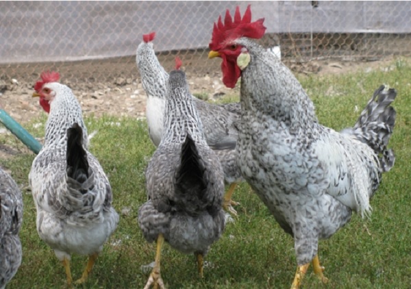 Борковская барвистая