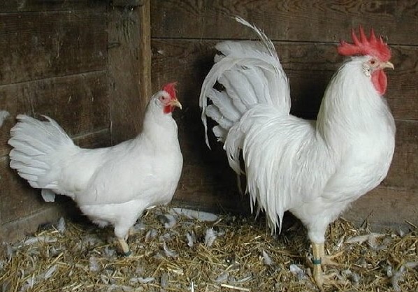 Курица и петух