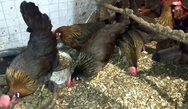 Куропчатый леггорн