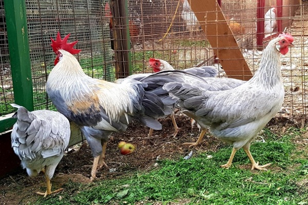 Леггорн Изабель