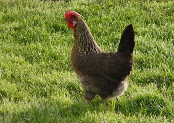 Полосато-пестрый леггорн