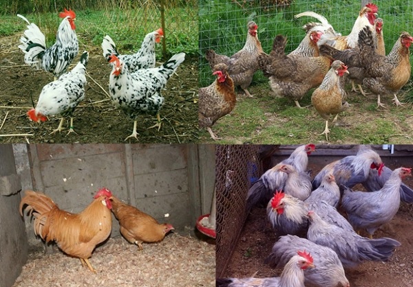 Разновидности леггорнов