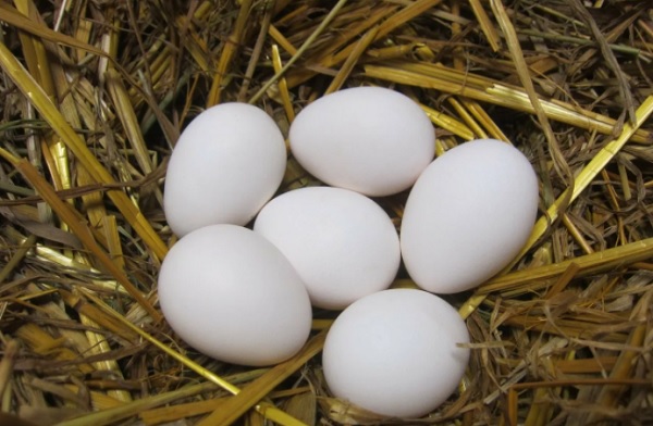 Яйца леггорнов