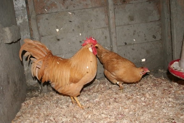 Золотистый леггорн
