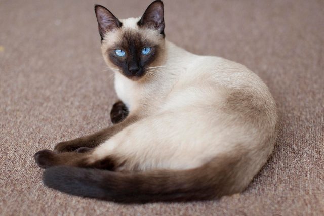 Тайская кошка Тайская кошка