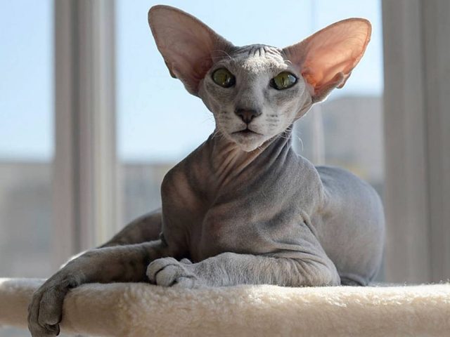 Петербургский сфинкс Петербургский сфинкс