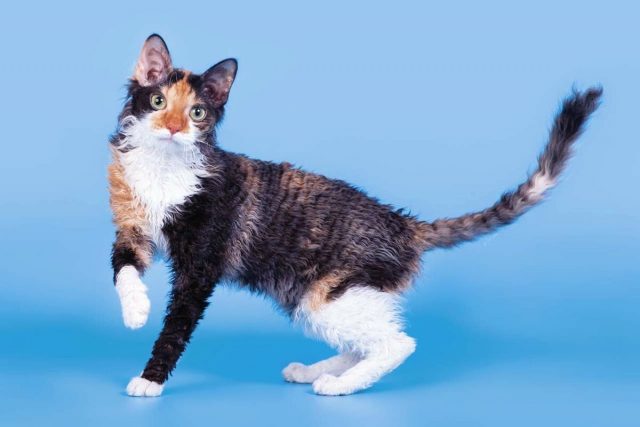 Уральский рекс Уральский рекс