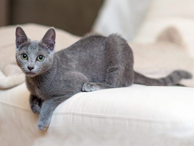 Русская голубая Русская голубая