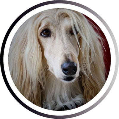 Большие породы собак - названия