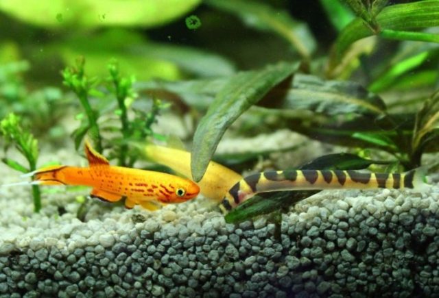 Кюля с кем уживается? Соседство в аквариуме с кюлей