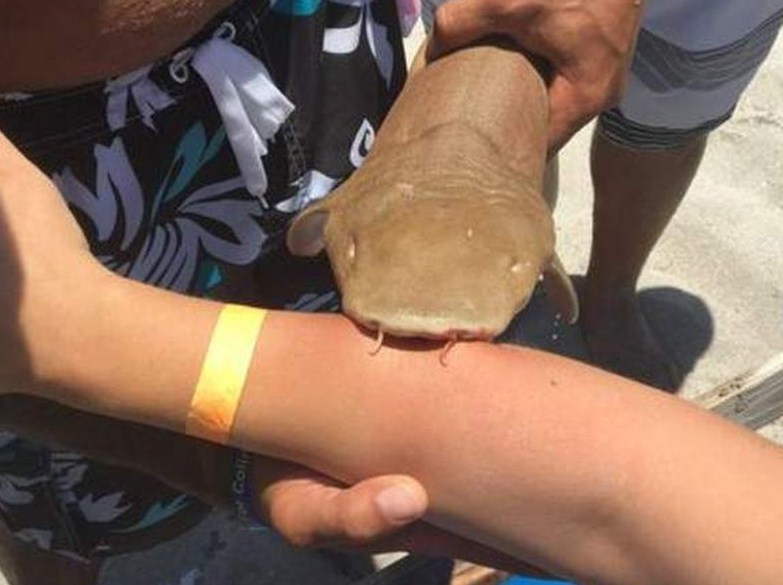 акула может укусить человека