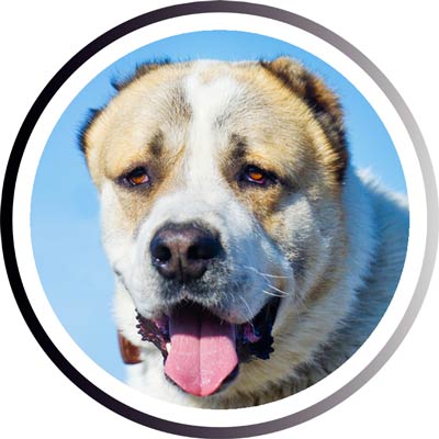 Большие породы собак - названия