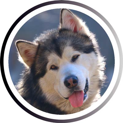 Большие породы собак - названия