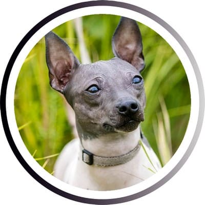 Большие породы собак - названия