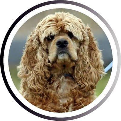 Большие породы собак - названия