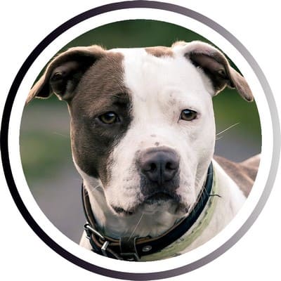 Большие породы собак - названия