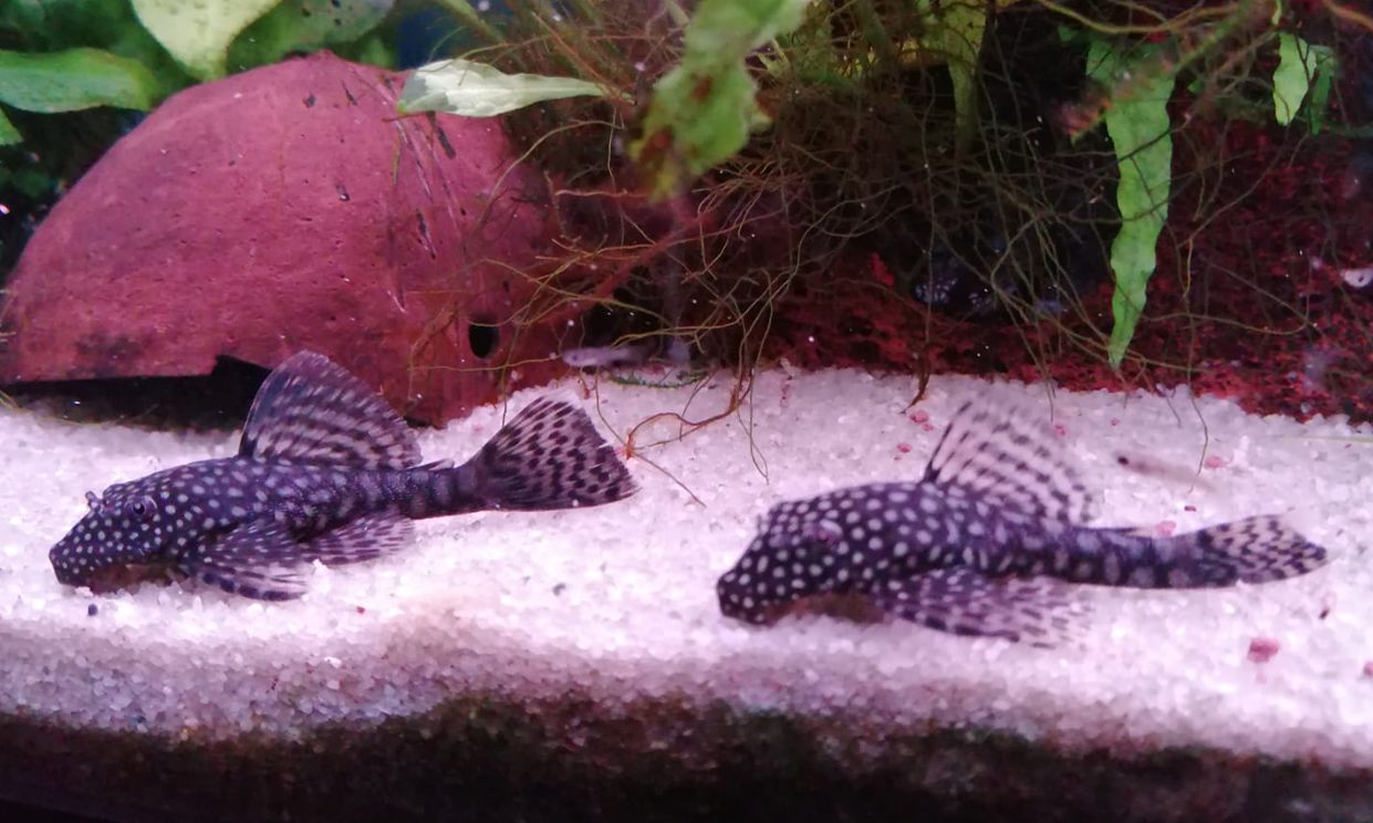 Сом анциструс: все о представителе семейства кольчужных сомов