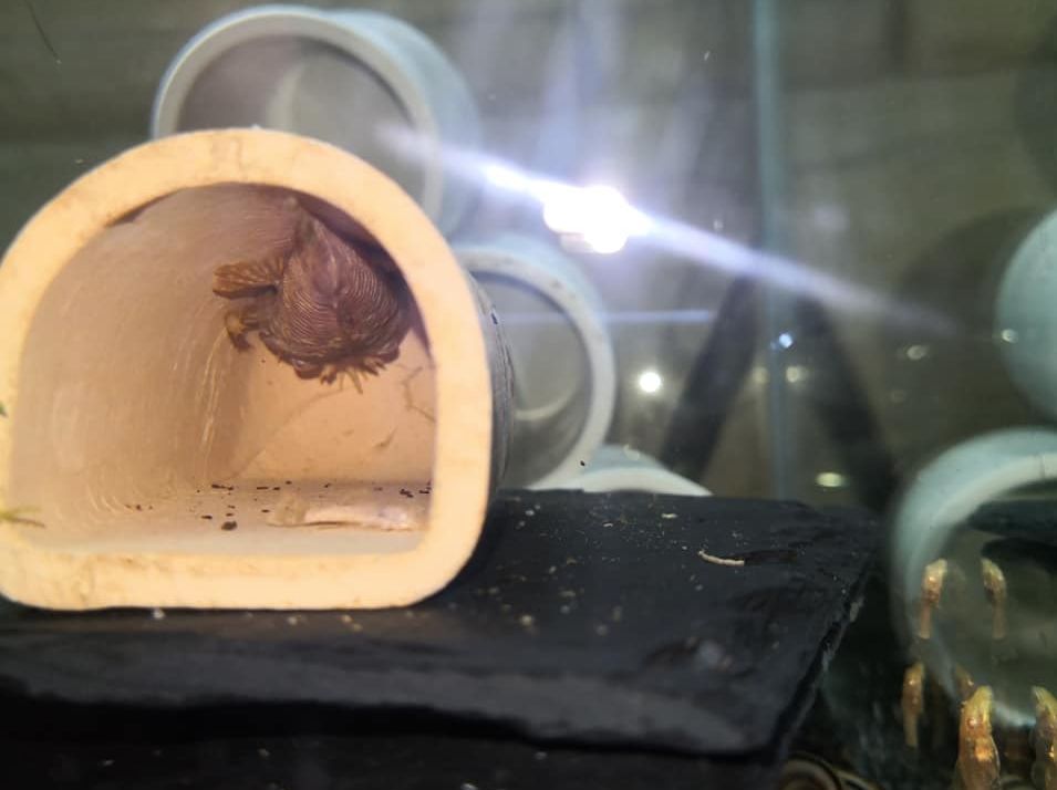 Сом анциструс: все о представителе семейства кольчужных сомов