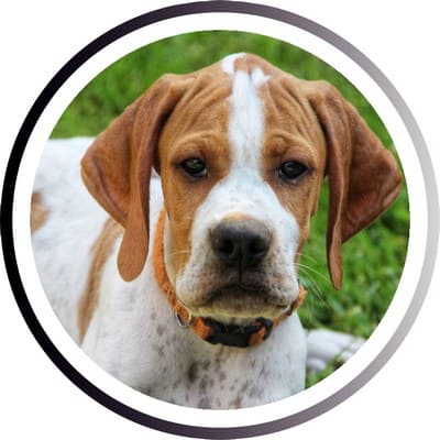 Большие породы собак - названия