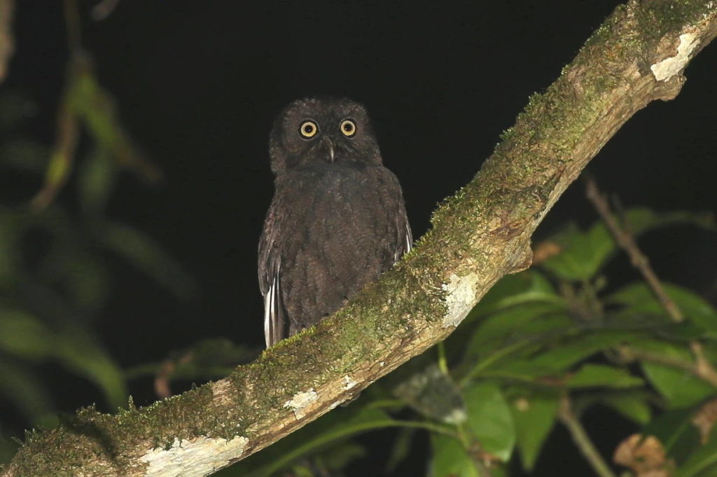 Анжуанская сова - Капноды Отуса