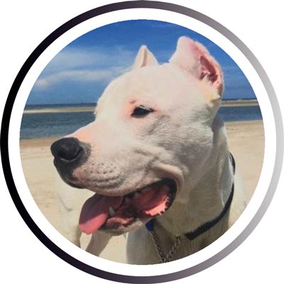 Большие породы собак - названия