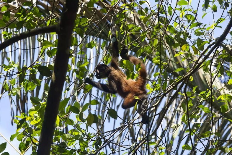 Коата Жоффруа из Центральной Америки в Коста-Рике