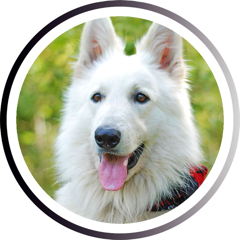 Большие породы собак - названия