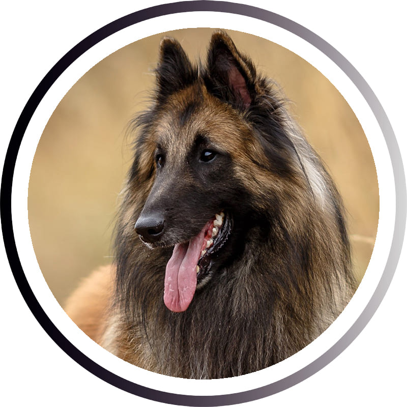 Большие породы собак - названия