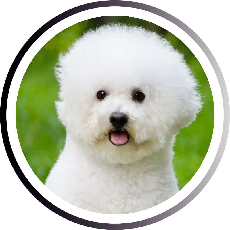 Большие породы собак - названия