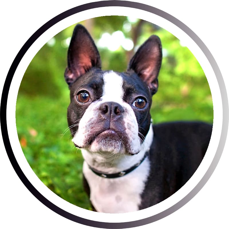 Большие породы собак - названия