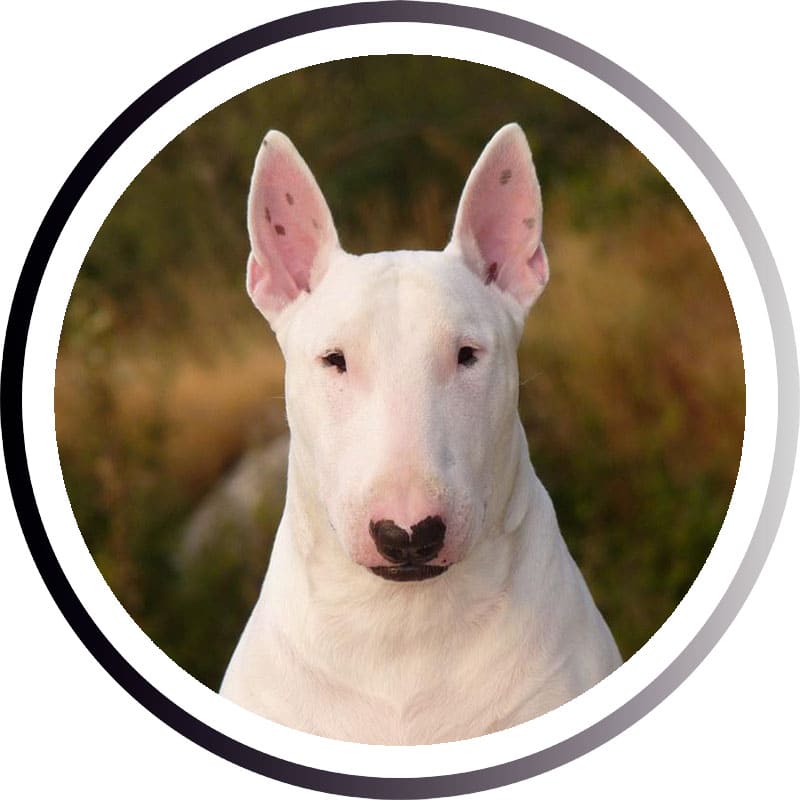 Большие породы собак - названия