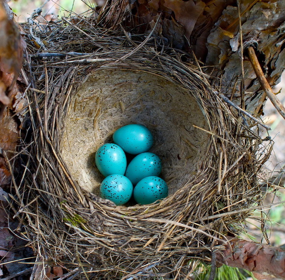 гнездо дрозда