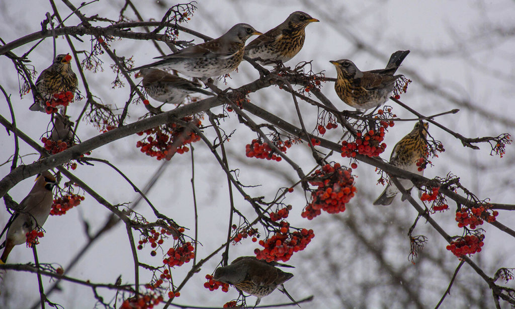 образ жизни дрозда