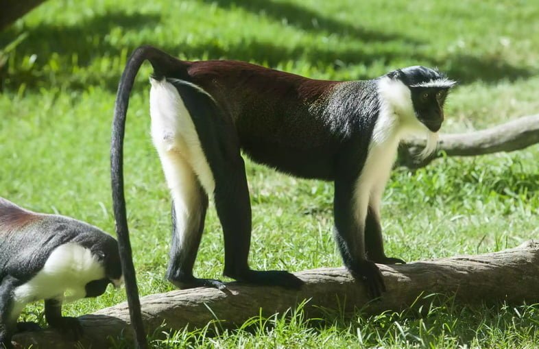 Группа роловейских обезьян