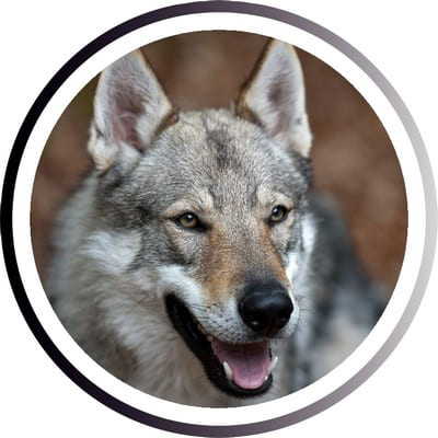 Большие породы собак - названия