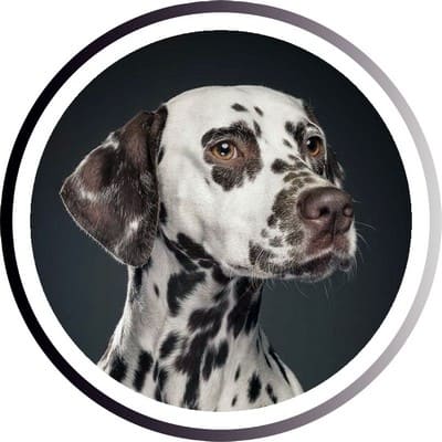 Большие породы собак - названия