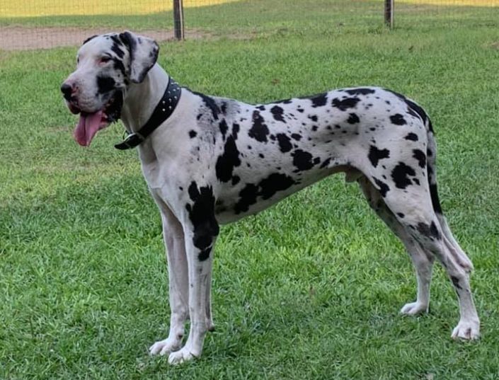 Порода собак датский дог и ее характеристики