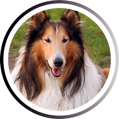 Большие породы собак - названия