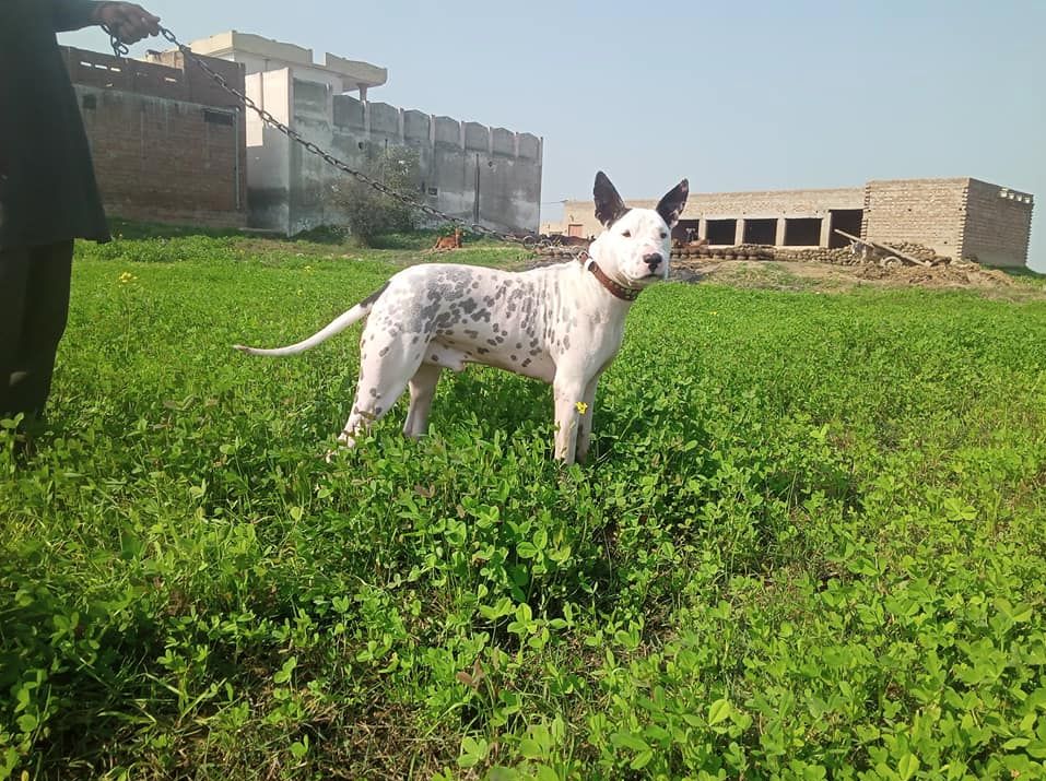 Гуль терьер против питбуля