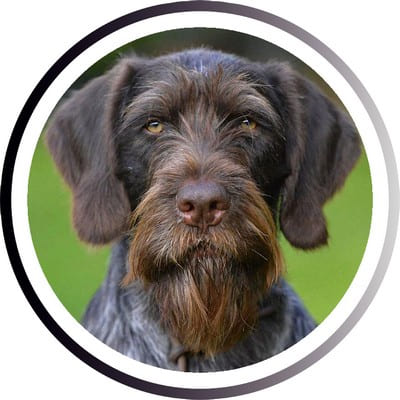 Большие породы собак - названия