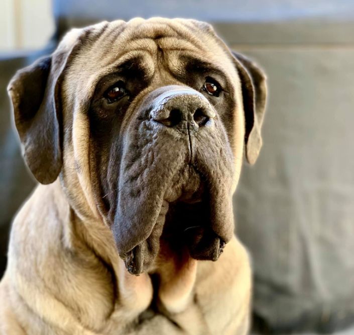 Английский мастиф: характеристика породы, рост и вес, а также как выглядит самый большой королевский питомец