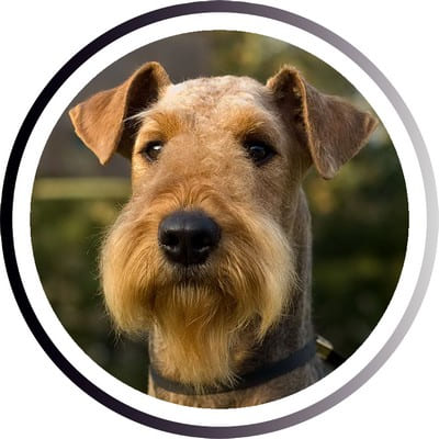 Большие породы собак - названия